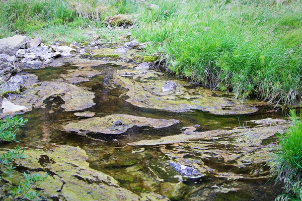 Slijm en algen op stilstaand en vervuild water — Stockfoto