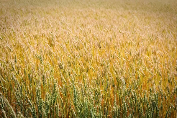 Um fundo de cabeças de trigo verde e dourado — Fotografia de Stock