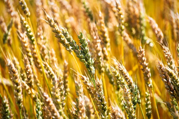 Uma visão detalhada das cabeças de trigo em um campo — Fotografia de Stock