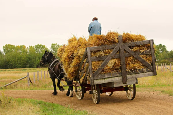 Un inconnu sur un chariot de foin tiré par un cheval — Photo