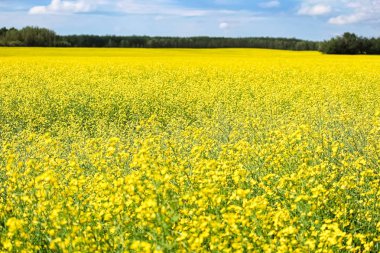 Tam çiçeklenme sarı kanola alanında