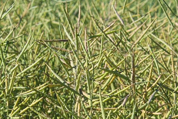 Gros plan des gousses de graines de canola vert en été — Photo