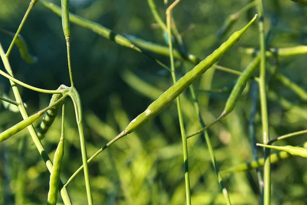Närbild av en grön raps kapslar i fältet — Stockfoto