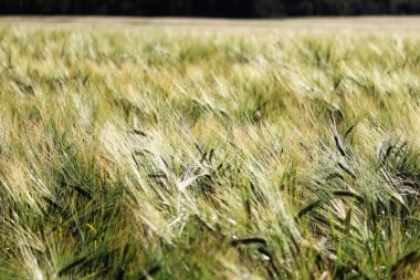 Arka planda yeşil arpa bulanık bir alan
