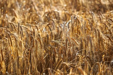 Olgun ayrıntılı bir arka plan çok az kafa