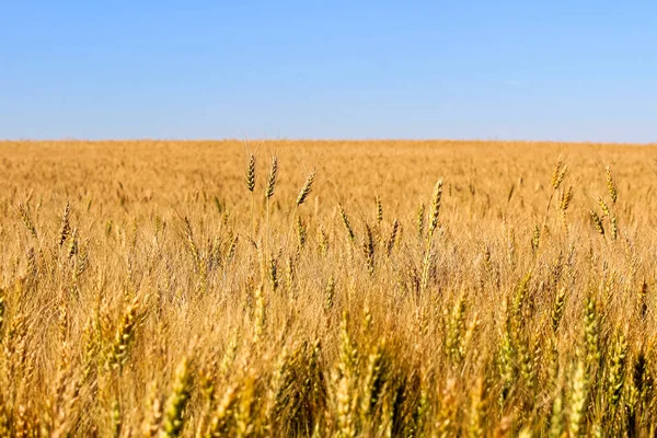 Cabezas de cebada destacan en un campo de grano de maduración —  Fotos de Stock