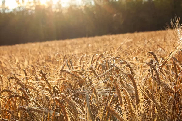 Pesados mal cabeças em uma curva de campo como o sol se põe — Fotografia de Stock