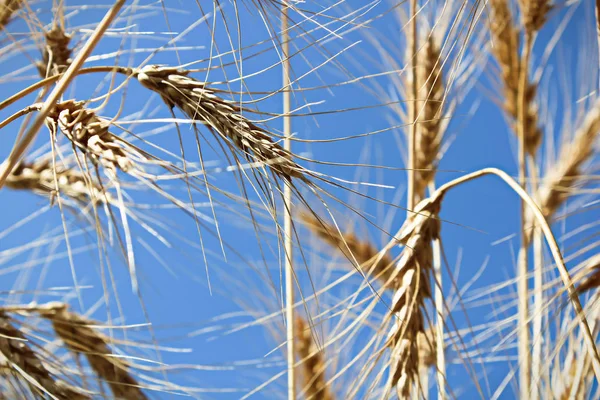 Vista mirando a un cielo azul a través de cabezas de cebada —  Fotos de Stock