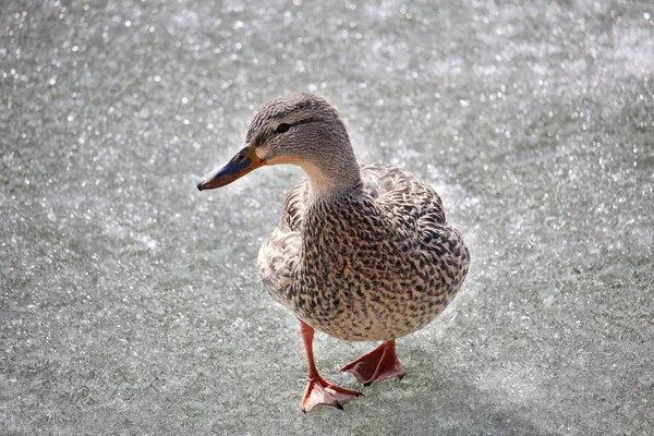 Una mallarda hembra camina sobre hielo congelado — Foto de Stock