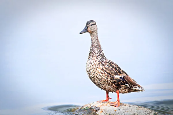 A female mallard stands on a rock against a blue background — Stock Photo, Image