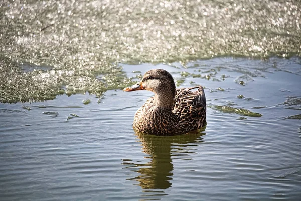 A side view of a female mallard swiming in icy water — Stock Photo, Image