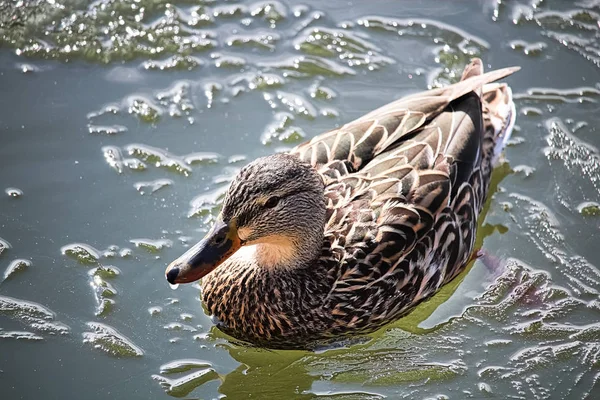 A top view of a female mallard swiming in icy water — Stock Photo, Image