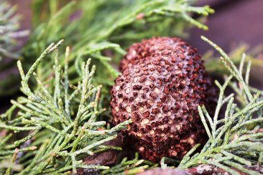 Juniper Hawthorn Pas 'ın ardıç dalında bir safra