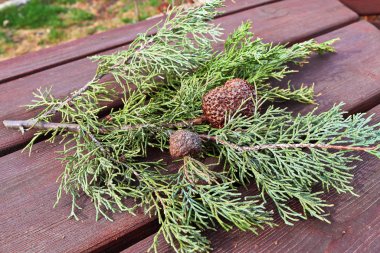 Juniper Hawthorn Pas 'ın ardıç dalında bir safra