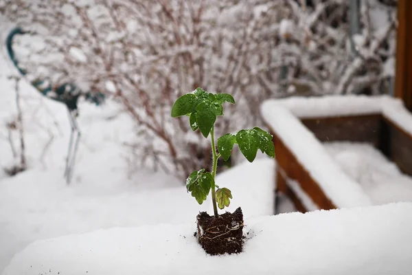 雪の中に置かれたトマトの苗 — ストック写真