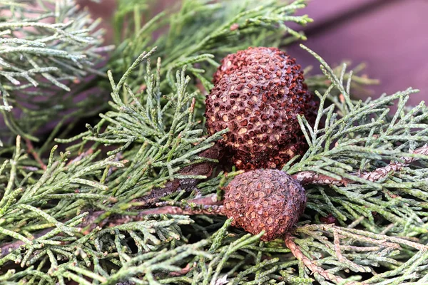 Una hiel de Juniper Hawthorn Rust en una rama de Juniper — Foto de Stock