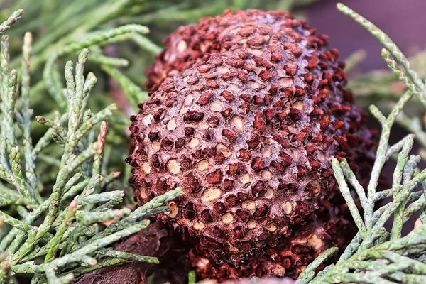 A gall of Juniper Hawthorn Rust on a branch of Juniper — Stock Photo, Image