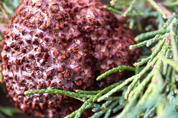 Primer plano de Juniper Hawthorn Rust en cedro — Foto de Stock