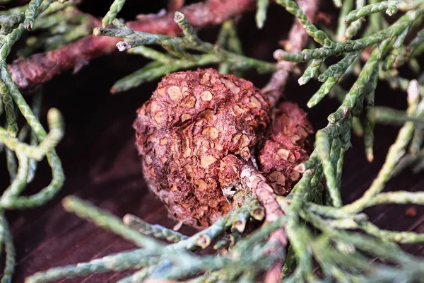 Närbild av Juniper Hawthorn Rust på Cedar — Stockfoto