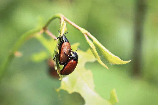 Gros plan de deux coléoptères à feuilles de peuplier se reproduisant — Photo