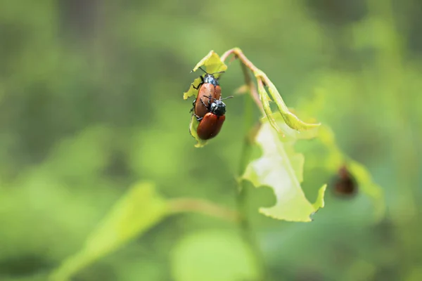 Dwie Aspen liść chrząszcze krycia z liści w tle — Zdjęcie stockowe