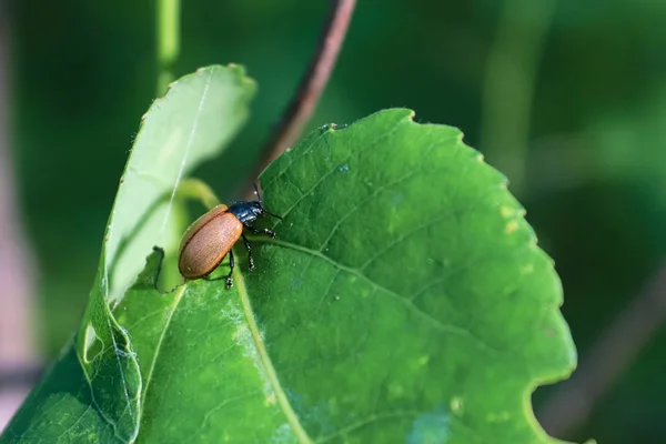 Zbliżenie z Aspen liść chrząszcz na liściu — Zdjęcie stockowe