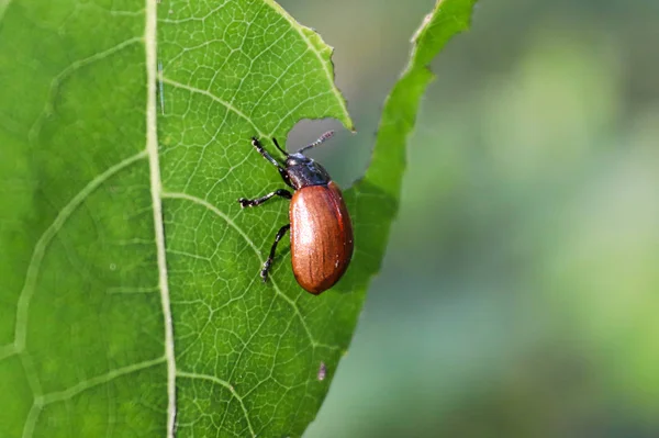 Closeup of an Aspen Leaf Beetle eating — Stock Photo, Image