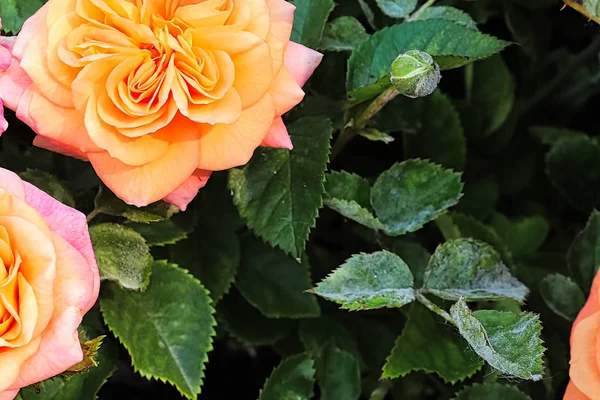 A branch on a rose bush covered in powdery mildew — Stock Image A branch on a rose bush covered in powdery mildew Stock Image