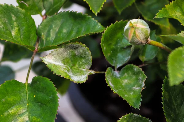 A branch on a rose bush covered in powdery mildew — Stock Image A branch on a rose bush covered in powdery mildew Royalty Free Stock Images