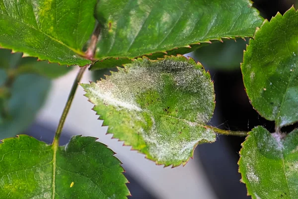 Closeup of a leaf covered in powdery mildew — Stock Image Closeup of a leaf covered in powdery mildew Royalty Free Stock Photos