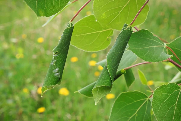 Deux feuilles recourbées par des chenilles à rouleaux à feuilles — Photo