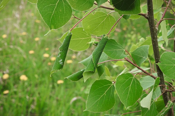 Een Zwarte populier boom met blad rollers erop — Stockfoto