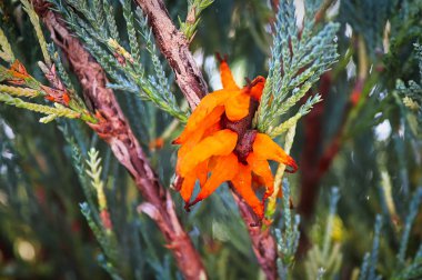 Juniper Hawthorn Rust errupts topu gibi bir jöle