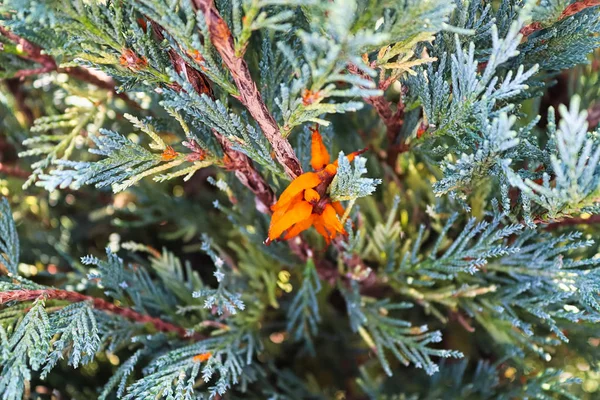 Oranžová hmota Hawhena Rust v jalovcové větvi — Stock fotografie