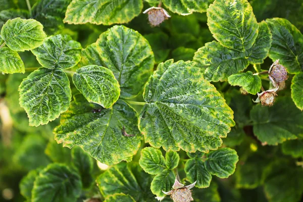 A closeup background of variegated raspberry leaves — Stock Photo, Image