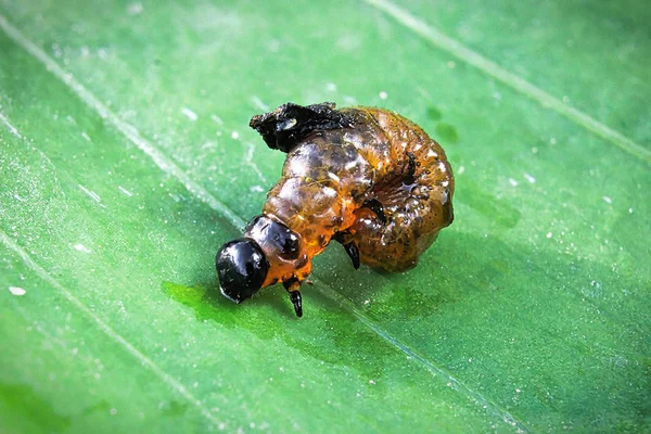 A detailed view of the scarlet lily beetle larva on a leaf background — Stock Photo, Image