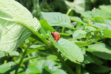Bir yaprak bağlı patates Beetle larav