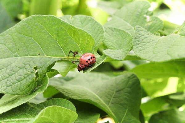 Личинка жука из Колорадо, ползающая по листу — стоковое фото