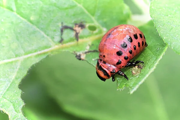 Ckoseup of a Potatoe Beetle Larave sur fond vert — Photo