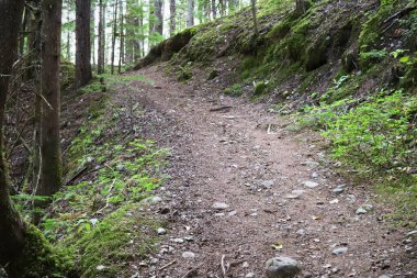 Sedir ormanlarında yürüyüş patikası