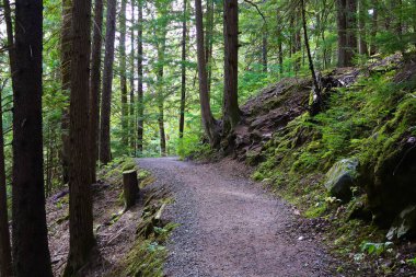 Sedir ormanlarında yürüyüş patikası