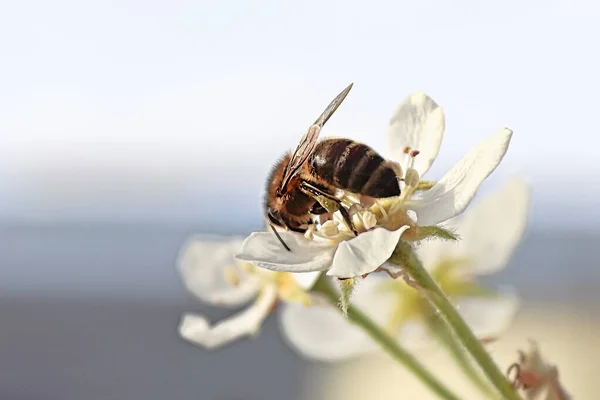 Primo piano di un'ape di miele su un fiore di pera — Foto Stock