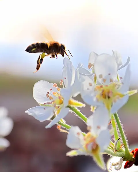 Side silhouette of a bee flying to a pear blossom — Stock Photo, Image