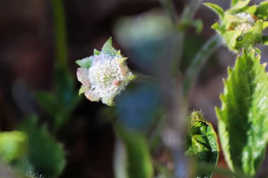 Çilek çiçeğini kaplayan pudralı Mildew mantarı