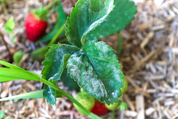 Closeup of powdery mildew on a strawberry leaf — Stock Image Closeup of powdery mildew on a strawberry leaf Royalty Free Stock Photos
