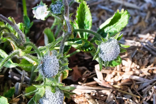 Powdery Mildew fungus covering strawberry flower heads — Stock Image Powdery Mildew fungus covering strawberry flower heads Stock Image