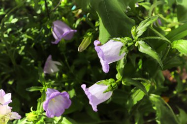 Mor Campanula 'nın uzun ömürlü çiçekleri bahçede çiçek açmış.