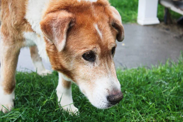 Un triste perro de granja con la cabeza baja —  Fotos de Stock