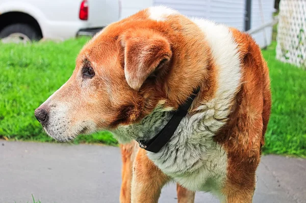 Un perro de granja de raza mixta mirando hacia un lado — Foto de Stock