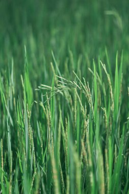 Tayland kırsal pirinç tarlalarında yeşil pirinç tarlaları.